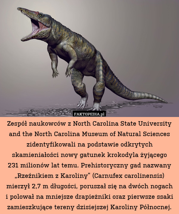 Zespół naukowców z North Carolina State University and the North Carolina Museum of Natural Sciences zidentyfikowali na podstawie odkrytych skamieniałości nowy gatunek krokodyla żyjącego
231 milionów lat temu. Prehistoryczny gad nazwany „Rzeźnikiem z Karoliny” (Carnufex carolinensis) mierzył 2,7 m długości, poruszał się na dwóch nogach
i polował na mniejsze drapieżniki oraz pierwsze ssaki zamieszkujące tereny dzisiejszej Karoliny Północnej. 