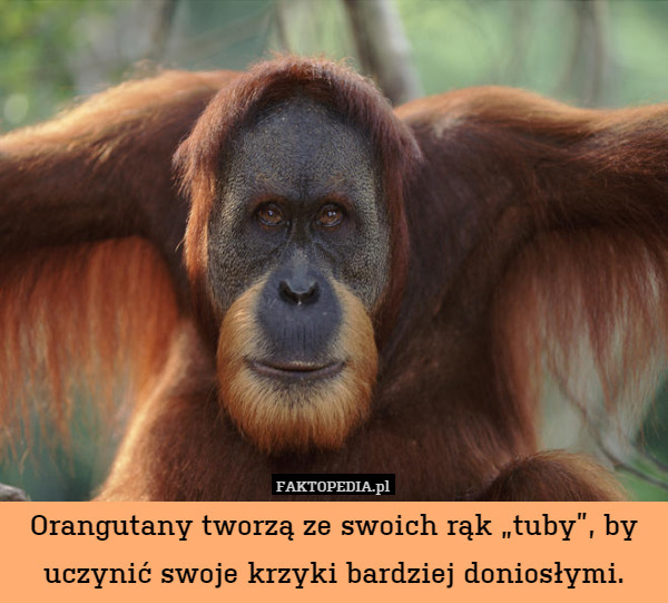 Orangutany tworzą ze swoich rąk „tuby”, by uczynić swoje krzyki bardziej doniosłymi. 