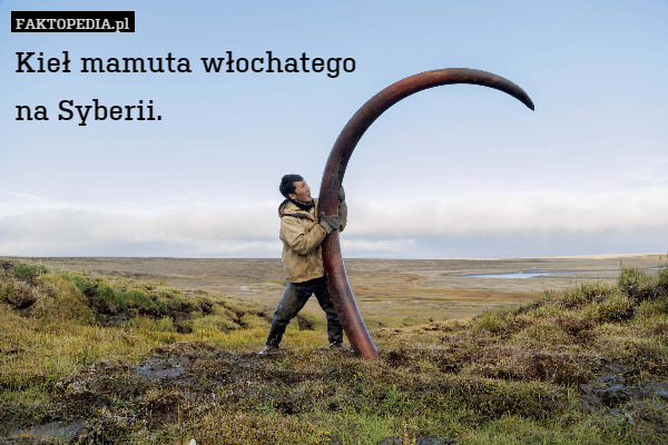 Kieł mamuta włochatego
na Syberii. 