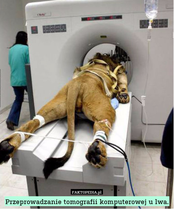 Przeprowadzanie tomografii komputerowej u lwa. 