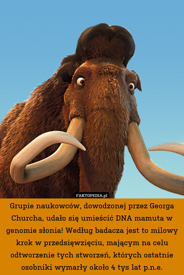 Grupie naukowców, dowodzonej przez Georga Churcha, udało się umieścić DNA mamuta w genomie słonia! Według badacza jest to milowy krok w przedsięwzięciu, mającym na celu odtworzenie tych stworzeń, których ostatnie osobniki wymarły około 4 tys lat p.n.e. 
