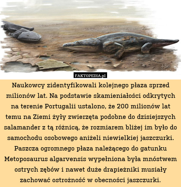 Naukowcy zidentyfikowali kolejnego płaza sprzed milionów lat. Na podstawie skamieniałości odkrytych na terenie Portugalii ustalono, że 200 milionów lat temu na Ziemi żyły zwierzęta podobne do dzisiejszych salamander z tą różnicą, że rozmiarem bliżej im było do samochodu osobowego aniżeli niewielkiej jaszczurki. Paszcza ogromnego płaza należącego do gatunku Metoposaurus algarvensis wypełniona była mnóstwem ostrych zębów i nawet duże drapieżniki musiały zachować ostrożność w obecności jaszczurki. 