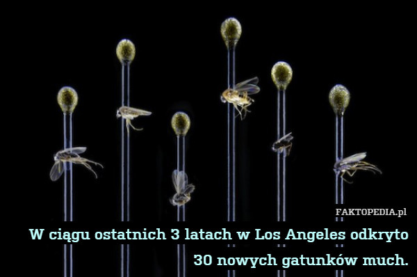 W ciągu ostatnich 3 latach w Los Angeles odkryto 30 nowych gatunków much. 