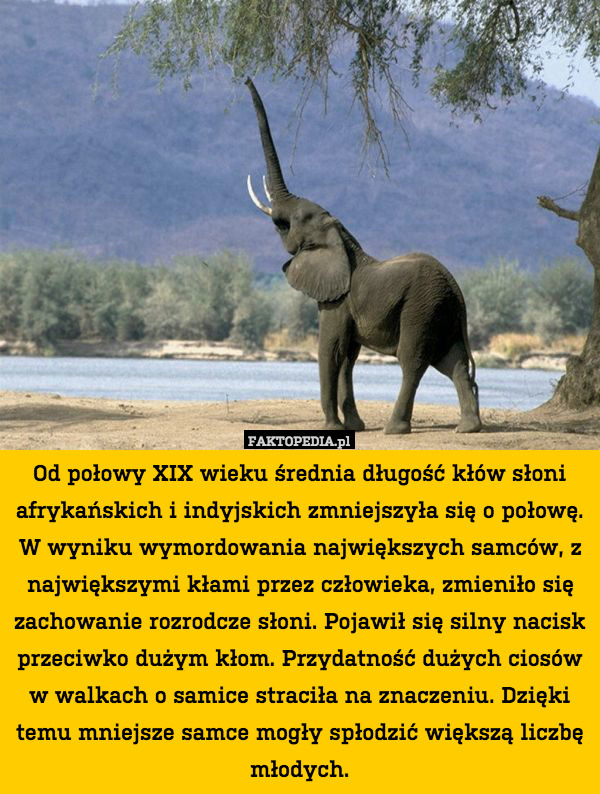 Od połowy XIX wieku średnia długość kłów słoni afrykańskich i indyjskich zmniejszyła się o połowę.
W wyniku wymordowania największych samców, z największymi kłami przez człowieka, zmieniło się zachowanie rozrodcze słoni. Pojawił się silny nacisk przeciwko dużym kłom. Przydatność dużych ciosów w walkach o samice straciła na znaczeniu. Dzięki temu mniejsze samce mogły spłodzić większą liczbę młodych. 