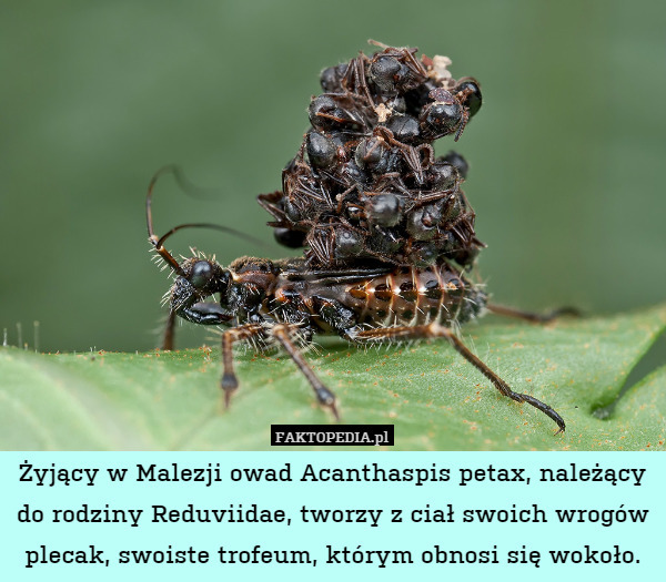 Żyjący w Malezji owad Acanthaspis petax, należący do rodziny Reduviidae, tworzy z ciał swoich wrogów plecak, swoiste trofeum, którym obnosi się wokoło. 