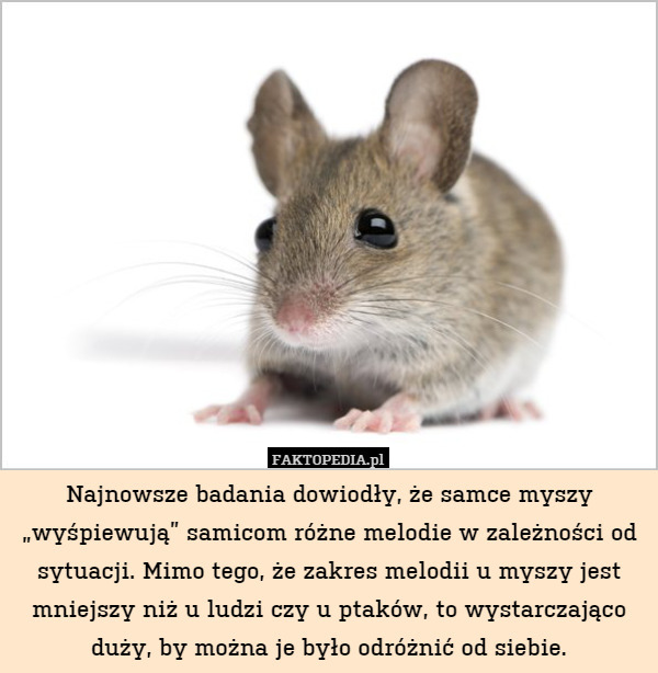 Najnowsze badania dowiodły, że samce myszy „wyśpiewują” samicom różne melodie w zależności od sytuacji. Mimo tego, że zakres melodii u myszy jest mniejszy niż u ludzi czy u ptaków, to wystarczająco duży, by można je było odróżnić od siebie. 