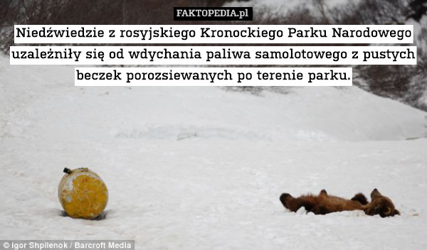 Niedźwiedzie z rosyjskiego Kronockiego Parku Narodowego uzależniły się od wdychania paliwa samolotowego z pustych beczek porozsiewanych po terenie parku. 