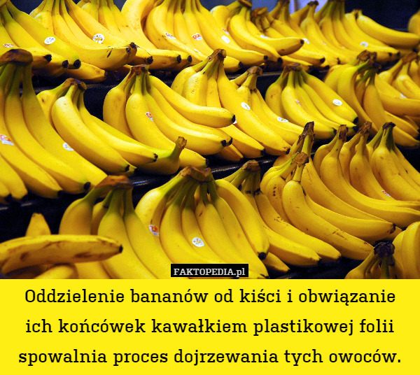 Oddzielenie bananów od kiści i obwiązanie ich końcówek kawałkiem plastikowej folii spowalnia proces dojrzewania tych owoców. 
