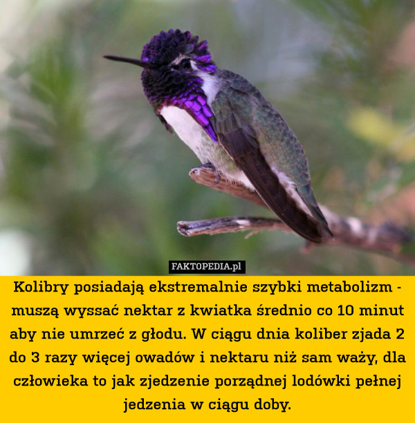 Kolibry posiadają ekstremalnie szybki metabolizm - muszą wyssać nektar z kwiatka średnio co 10 minut aby nie umrzeć z głodu. W ciągu dnia koliber zjada 2 do 3 razy więcej owadów i nektaru niż sam waży, dla człowieka to jak zjedzenie porządnej lodówki pełnej jedzenia w ciągu doby. 