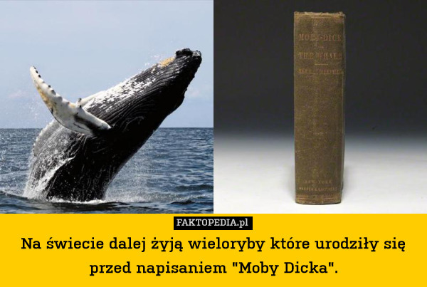 Na świecie dalej żyją wieloryby które urodziły się przed napisaniem "Moby Dicka". 