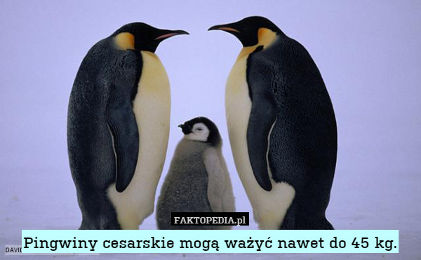 Pingwiny cesarskie mogą ważyć nawet do 45 kg. 