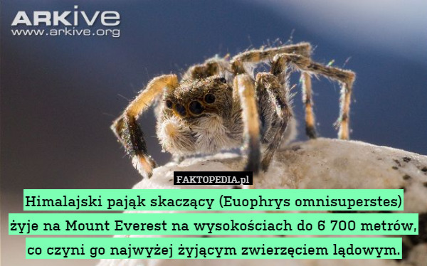 Himalajski pająk skaczący (Euophrys omnisuperstes) żyje na Mount Everest na wysokościach do 6 700 metrów, co czyni go najwyżej żyjącym zwierzęciem lądowym. 
