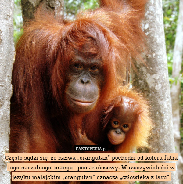 Często sądzi się, że nazwa „orangutan” pochodzi od koloru futra tego naczelnego: orange - pomarańczowy. W rzeczywistości w języku malajskim „orangutan” oznacza „człowieka z lasu”. 