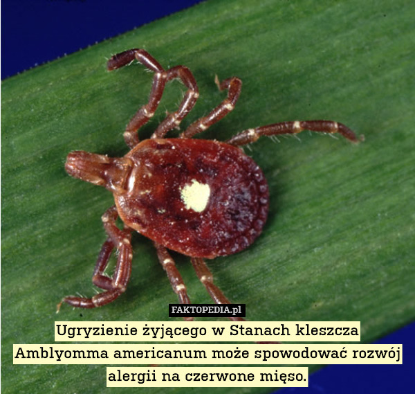 Ugryzienie żyjącego w Stanach kleszcza Amblyomma americanum może spowodować rozwój alergii na czerwone mięso. 