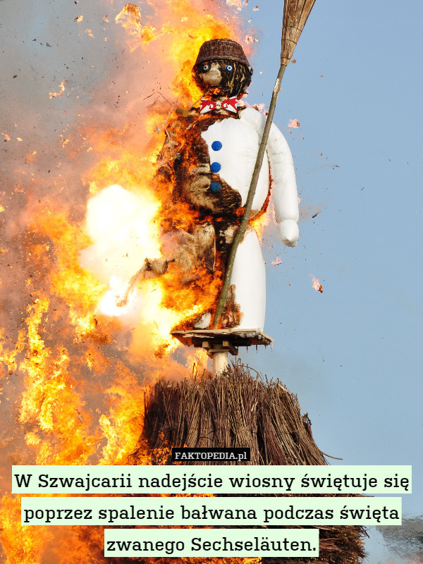 W Szwajcarii nadejście wiosny świętuje się poprzez spalenie bałwana podczas święta zwanego Sechseläuten. 