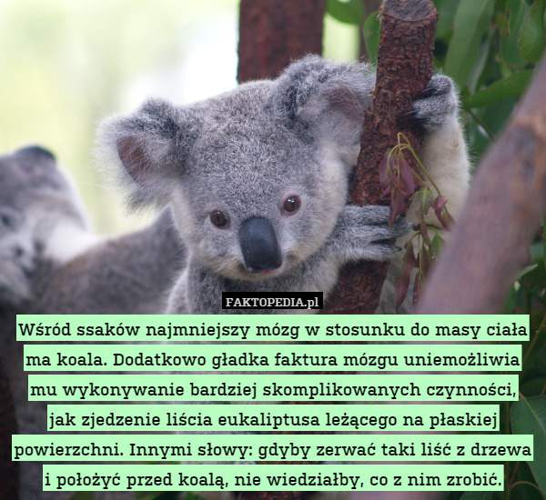 Wśród ssaków najmniejszy mózg w stosunku do masy ciała ma koala. Dodatkowo gładka faktura mózgu uniemożliwia mu wykonywanie bardziej skomplikowanych czynności,
jak zjedzenie liścia eukaliptusa leżącego na płaskiej powierzchni. Innymi słowy: gdyby zerwać taki liść z drzewa i położyć przed koalą, nie wiedziałby, co z nim zrobić. 