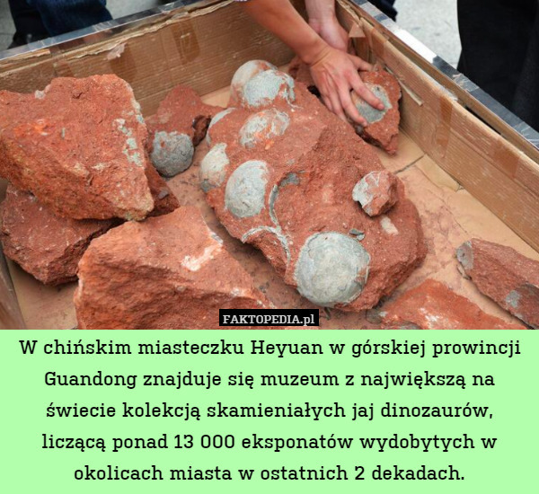 W chińskim miasteczku Heyuan w górskiej prowincji Guandong znajduje się muzeum z największą na świecie kolekcją skamieniałych jaj dinozaurów, liczącą ponad 13 000 eksponatów wydobytych w okolicach miasta w ostatnich 2 dekadach. 