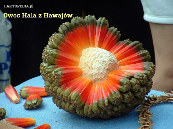Owoc Hala z Hawajów. 