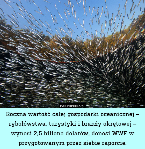 Roczna wartość całej gospodarki oceanicznej – rybołówstwa, turystyki i branży okrętowej – wynosi 2,5 biliona dolarów, donosi WWF w przygotowanym przez siebie raporcie. 
