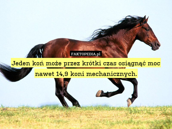 Jeden koń może przez krótki czas osiągnąć moc nawet 14,9 koni mechanicznych. 