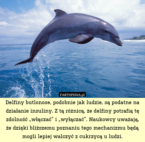 Delfiny butlonose, podobnie jak ludzie, są podatne na działanie insuliny. Z tą różnicą, że delfiny potrafią tę zdolność „włączać” i „wyłączać”. Naukowcy uważają, że dzięki bliższemu poznaniu tego mechanizmu będą mogli lepiej walczyć z cukrzycą u ludzi. 