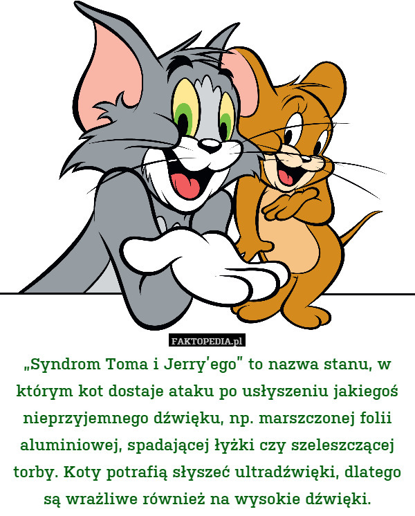 „Syndrom Toma i Jerry’ego” to nazwa stanu, w którym kot dostaje ataku po usłyszeniu jakiegoś nieprzyjemnego dźwięku, np. marszczonej folii aluminiowej, spadającej łyżki czy szeleszczącej torby. Koty potrafią słyszeć ultradźwięki, dlatego
są wrażliwe również na wysokie dźwięki. 