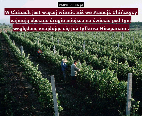 W Chinach jest więcej winnic niż we Francji. Chińczycy zajmują obecnie drugie miejsce na świecie pod tym względem, znajdując się już tylko za Hiszpanami. 