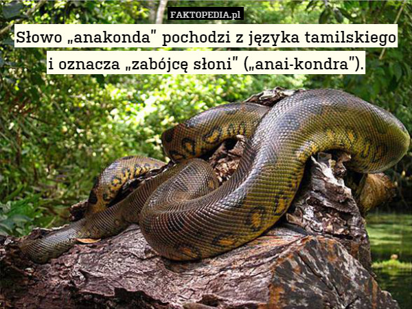 Słowo „anakonda” pochodzi z języka tamilskiego
i oznacza „zabójcę słoni” („anai-kondra”). 