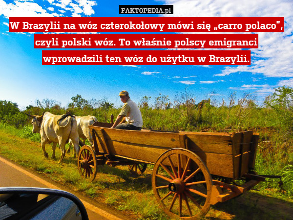 W Brazylii na wóz czterokołowy mówi się „carro polaco”, czyli polski wóz. To właśnie polscy emigranci wprowadzili ten wóz do użytku w Brazylii. 