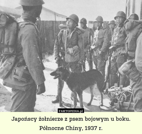 Japońscy żołnierze z psem bojowym u boku.
Północne Chiny, 1937 r. 