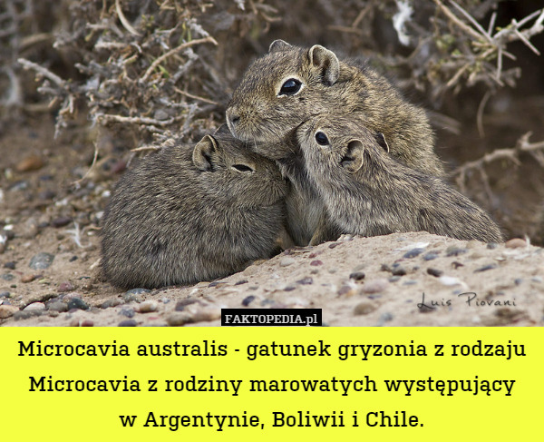 Microcavia australis - gatunek gryzonia z rodzaju Microcavia z rodziny marowatych występujący
w Argentynie, Boliwii i Chile. 