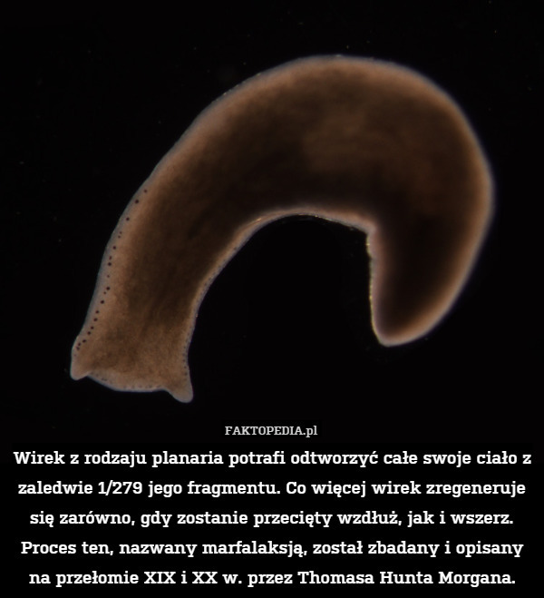 Wirek z rodzaju planaria potrafi odtworzyć całe swoje ciało z zaledwie 1/279 jego fragmentu. Co więcej wirek zregeneruje się zarówno, gdy zostanie przecięty wzdłuż, jak i wszerz. Proces ten, nazwany marfalaksją, został zbadany i opisany na przełomie XIX i XX w. przez Thomasa Hunta Morgana. 