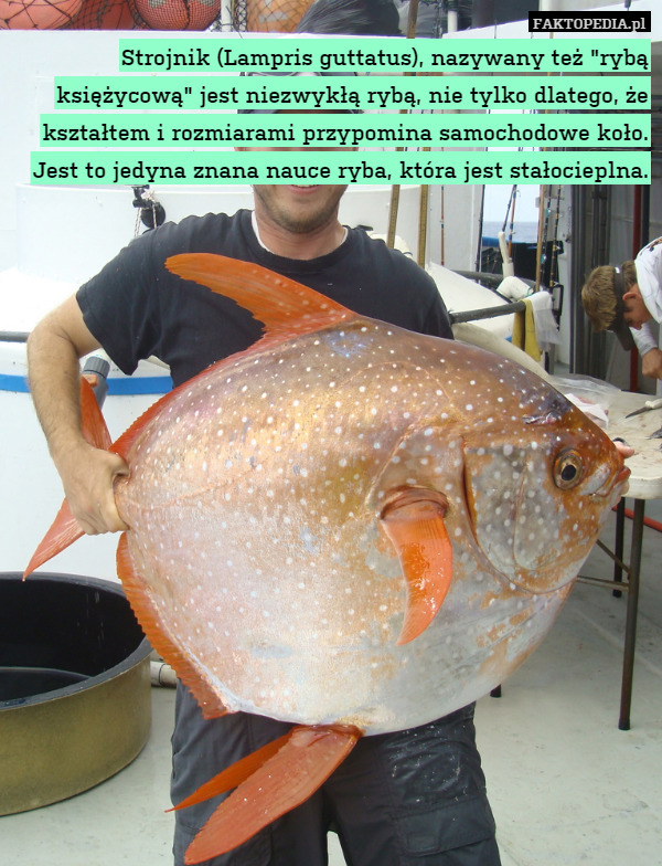 Strojnik (Lampris guttatus), nazywany też "rybą księżycową" jest niezwykłą rybą, nie tylko dlatego, że kształtem i rozmiarami przypomina samochodowe koło. Jest to jedyna znana nauce ryba, która jest stałocieplna. 