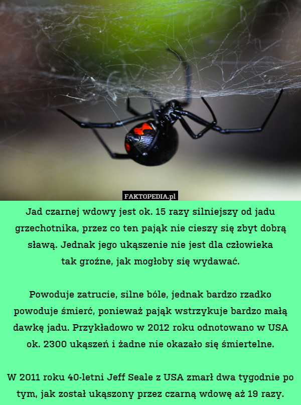 Jad czarnej wdowy jest ok. 15 razy silniejszy od jadu grzechotnika, przez co ten pająk nie cieszy się zbyt dobrą sławą. Jednak jego ukąszenie nie jest dla człowieka
tak groźne, jak mogłoby się wydawać.

Powoduje zatrucie, silne bóle, jednak bardzo rzadko powoduje śmierć, ponieważ pająk wstrzykuje bardzo małą dawkę jadu. Przykładowo w 2012 roku odnotowano w USA ok. 2300 ukąszeń i żadne nie okazało się śmiertelne.

W 2011 roku 40-letni Jeff Seale z USA zmarł dwa tygodnie po tym, jak został ukąszony przez czarną wdowę aż 19 razy. 