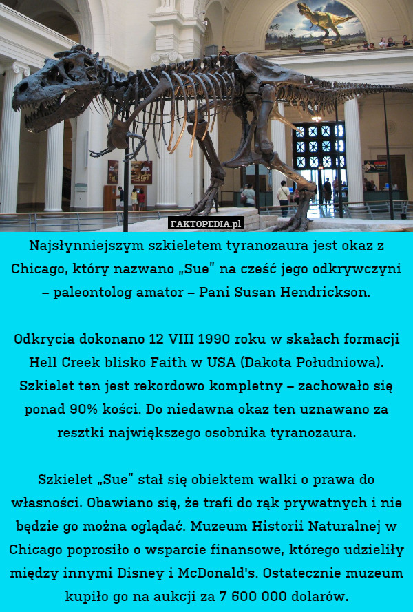 Najsłynniejszym szkieletem tyranozaura jest okaz z Chicago, który nazwano „Sue” na cześć jego odkrywczyni – paleontolog amator – Pani Susan Hendrickson.

Odkrycia dokonano 12 VIII 1990 roku w skałach formacji Hell Creek blisko Faith w USA (Dakota Południowa). Szkielet ten jest rekordowo kompletny – zachowało się ponad 90% kości. Do niedawna okaz ten uznawano za resztki największego osobnika tyranozaura.

Szkielet „Sue” stał się obiektem walki o prawa do własności. Obawiano się, że trafi do rąk prywatnych i nie będzie go można oglądać. Muzeum Historii Naturalnej w Chicago poprosiło o wsparcie finansowe, którego udzieliły między innymi Disney i McDonald's. Ostatecznie muzeum kupiło go na aukcji za 7 600 000 dolarów. 