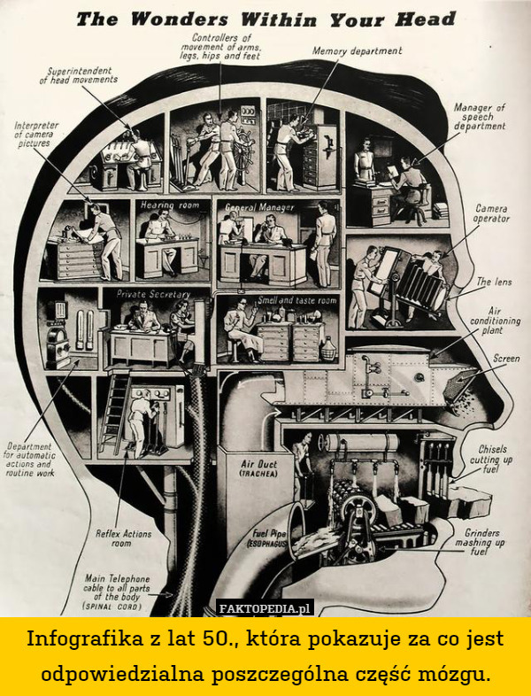 Infografika z lat 50., która pokazuje za co jest odpowiedzialna poszczególna część mózgu. 
