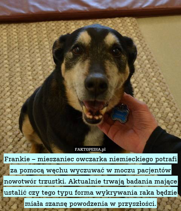Frankie – mieszaniec owczarka niemieckiego potrafi za pomocą węchu wyczuwać w moczu pacjentów nowotwór trzustki. Aktualnie trwają badania mające ustalić czy tego typu forma wykrywania raka będzie miała szansę powodzenia w przyszłości. 