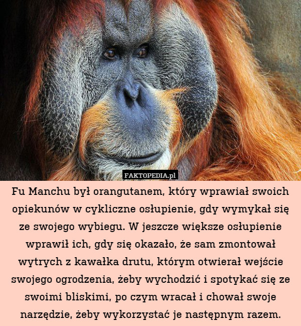 Fu Manchu był orangutanem, który wprawiał swoich opiekunów w cykliczne osłupienie, gdy wymykał się ze swojego wybiegu. W jeszcze większe osłupienie wprawił ich, gdy się okazało, że sam zmontował wytrych z kawałka drutu, którym otwierał wejście swojego ogrodzenia, żeby wychodzić i spotykać się ze swoimi bliskimi, po czym wracał i chował swoje narzędzie, żeby wykorzystać je następnym razem. 