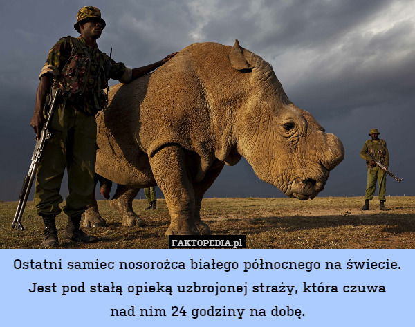 Ostatni samiec nosorożca białego północnego na świecie. Jest pod stałą opieką uzbrojonej straży, która czuwa
nad nim 24 godziny na dobę. 