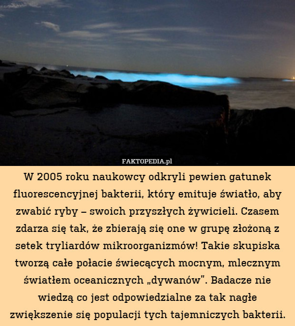 W 2005 roku naukowcy odkryli pewien gatunek fluorescencyjnej bakterii, który emituje światło, aby zwabić ryby – swoich przyszłych żywicieli. Czasem zdarza się tak, że zbierają się one w grupę złożoną z setek tryliardów mikroorganizmów! Takie skupiska tworzą całe połacie świecących mocnym, mlecznym światłem oceanicznych „dywanów”. Badacze nie wiedzą co jest odpowiedzialne za tak nagłe zwiększenie się populacji tych tajemniczych bakterii. 