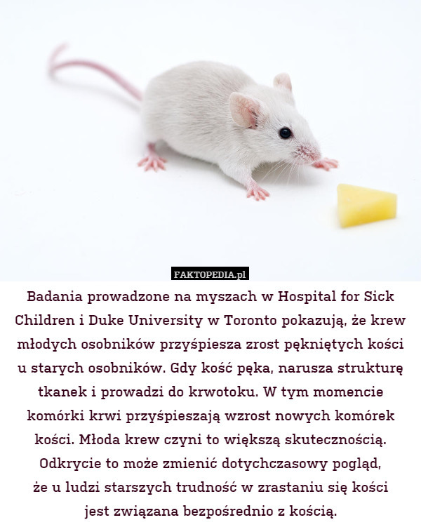 Badania prowadzone na myszach w Hospital for Sick Children i Duke University w Toronto pokazują, że krew młodych osobników przyśpiesza zrost pękniętych kości
u starych osobników. Gdy kość pęka, narusza strukturę tkanek i prowadzi do krwotoku. W tym momencie komórki krwi przyśpieszają wzrost nowych komórek kości. Młoda krew czyni to większą skutecznością. Odkrycie to może zmienić dotychczasowy pogląd,
że u ludzi starszych trudność w zrastaniu się kości
jest związana bezpośrednio z kością. 