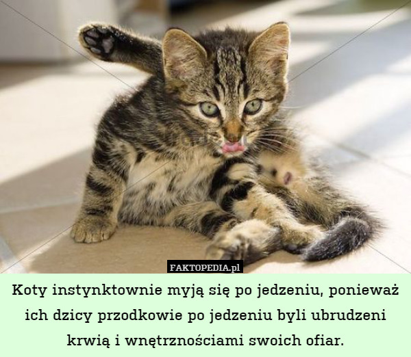 Koty instynktownie myją się po jedzeniu, ponieważ ich dzicy przodkowie po jedzeniu byli ubrudzeni krwią i wnętrznościami swoich ofiar. 