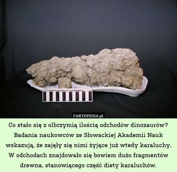 Co stało się z olbrzymią ilością odchodów dinozaurów? Badania naukowców ze Słowackiej Akademii Nauk wskazują, że zajęły się nimi żyjące już wtedy karaluchy. W odchodach znajdowało się bowiem dużo fragmentów drewna, stanowiącego część diety karaluchów. 