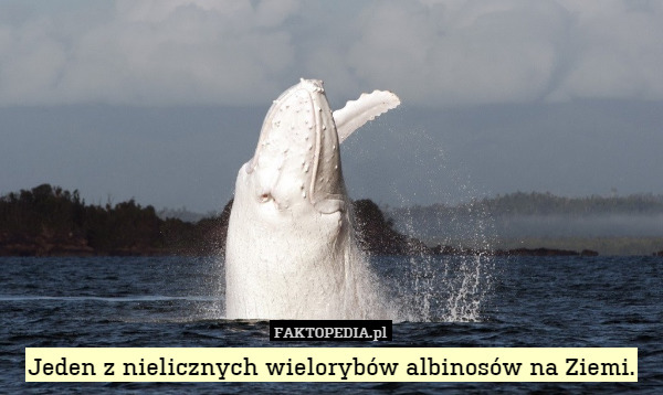 Jeden z nielicznych wielorybów albinosów na Ziemi. 