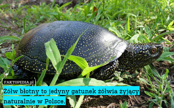 Żółw błotny to jedyny gatunek żółwia żyjący naturalnie w Polsce. 