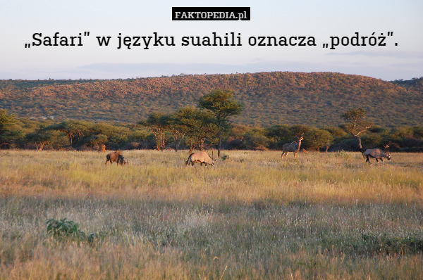 „Safari” w języku suahili oznacza „podróż”. 
