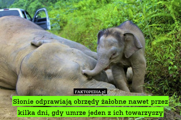 Słonie odprawiają obrzędy żałobne nawet przez kilka dni, gdy umrze jeden z ich towarzyszy 