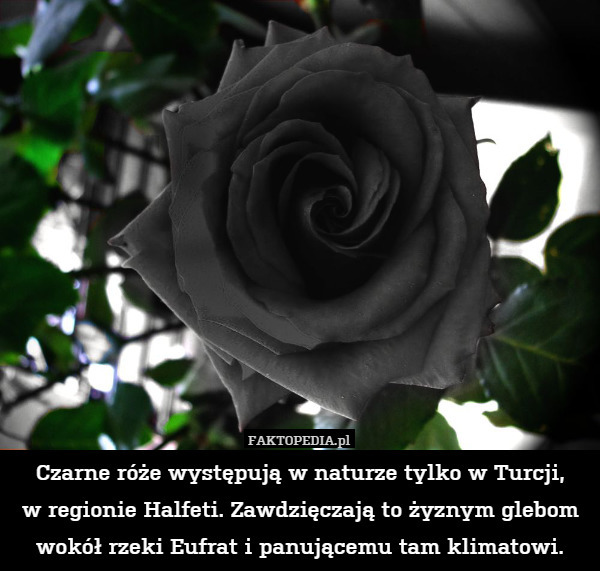 Czarne róże występują w naturze tylko w Turcji,
w regionie Halfeti. Zawdzięczają to żyznym glebom wokół rzeki Eufrat i panującemu tam klimatowi. 