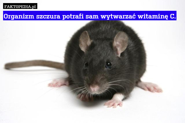 Organizm szczura potrafi sam wytwarzać witaminę C. 