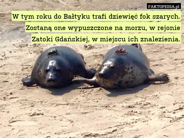 W tym roku do Bałtyku trafi dziewięć fok szarych. Zostaną one wypuszczone na morzu, w rejonie Zatoki Gdańskiej, w miejscu ich znalezienia. 